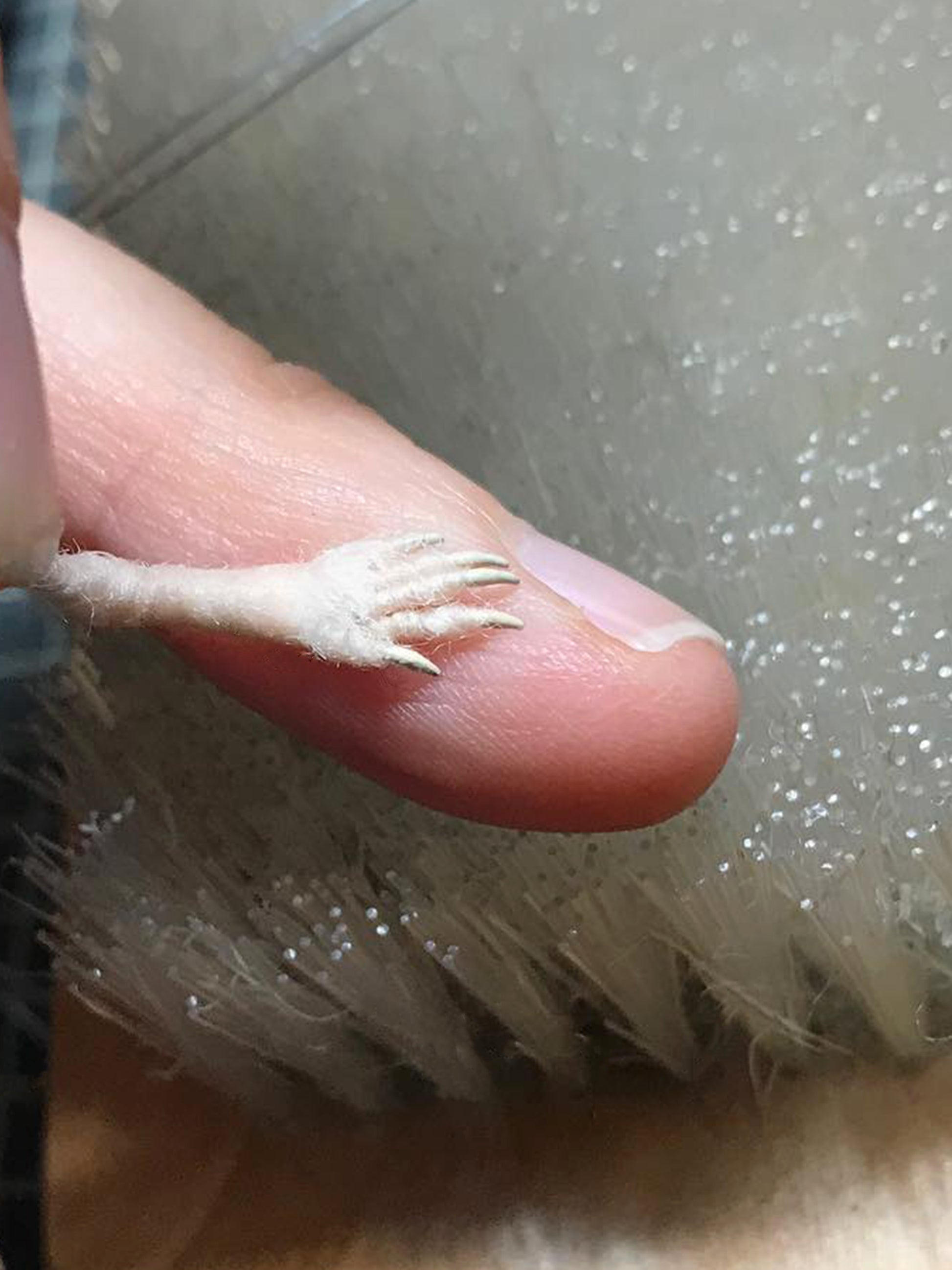 Makerss Masterclass - Harvest Mouse with Agnese Davies - The Makerss