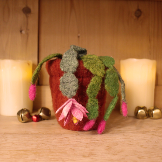 Christmas Cactus kit in red or pink