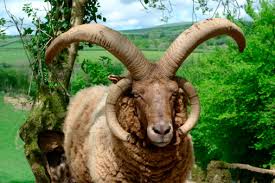 Manx Loaghtan - natural wool tops - The Makerss